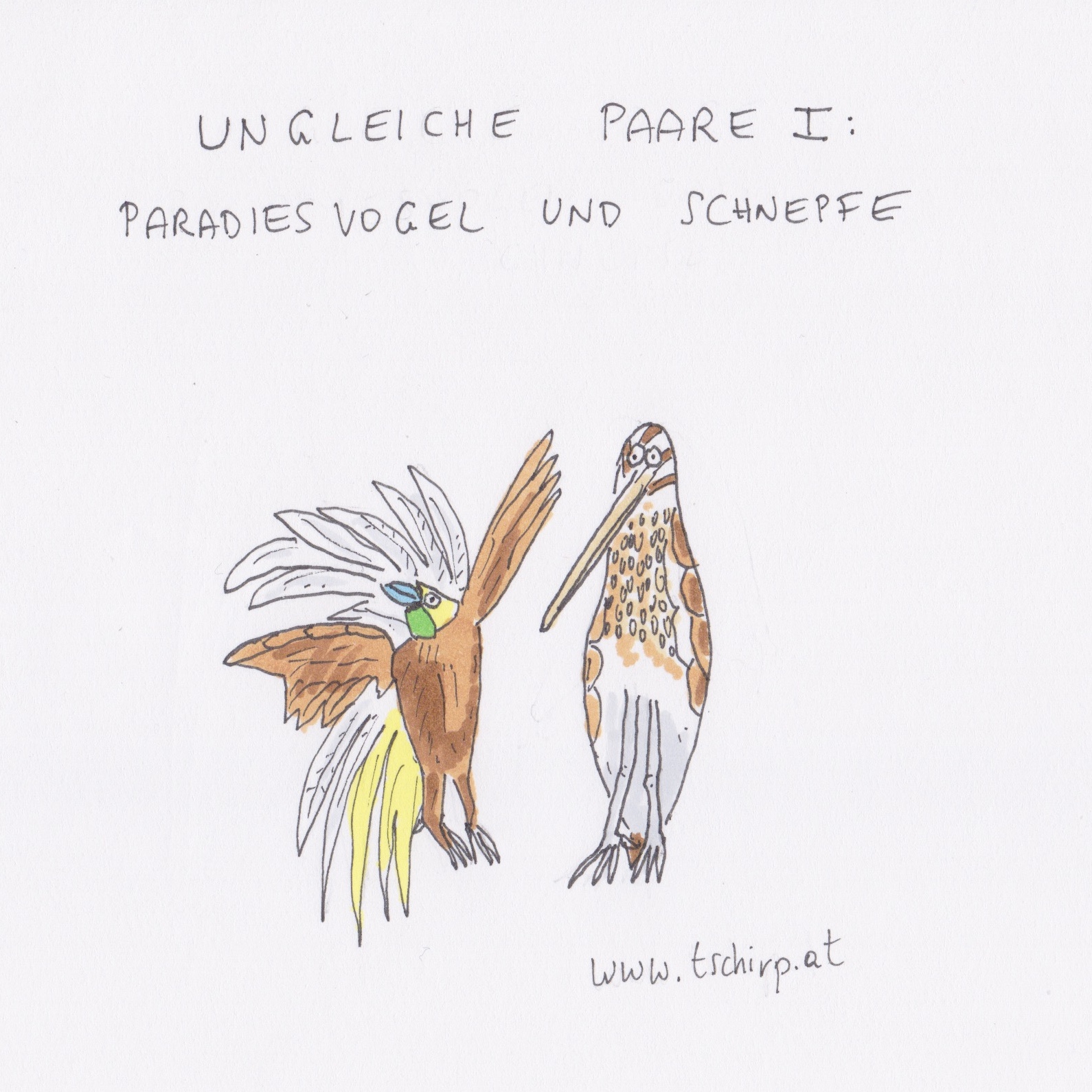 Hochzeit, Mai, Schnepfe, Paradiesvogel, Cartoon, Cartoons, Comic, Comics, Wellensittich