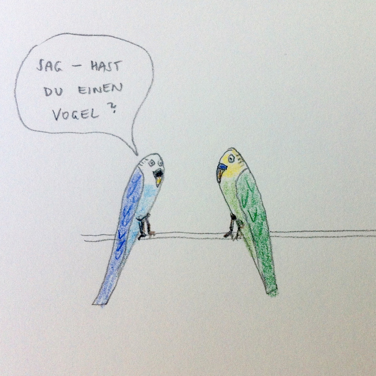 Wellensittiche, Vogel